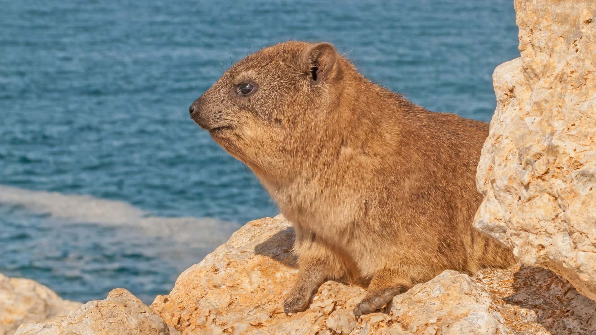 Hyrax Batu Di Puncak Pantai Wallpaper