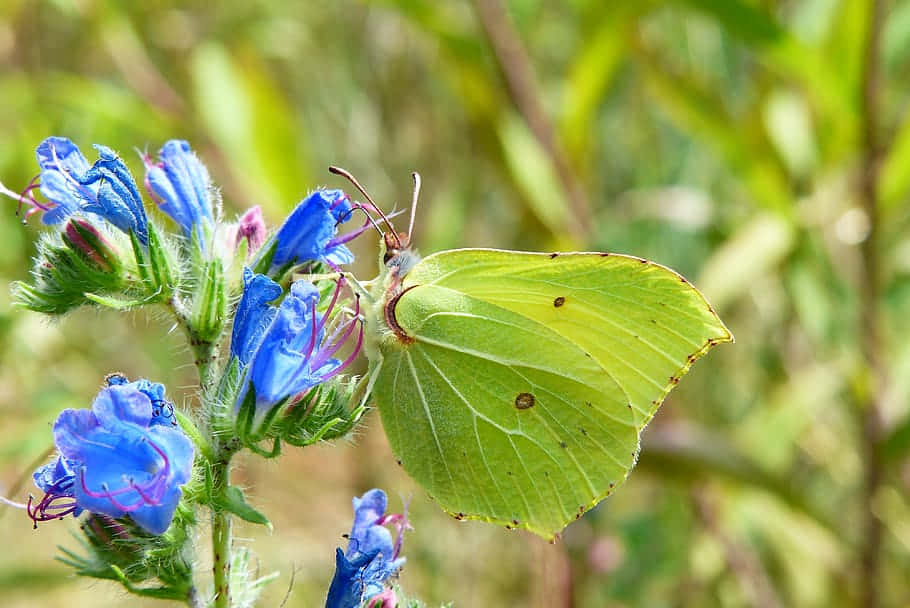 Zwavelvlinder Op Blauwe Bloemen Achtergrond