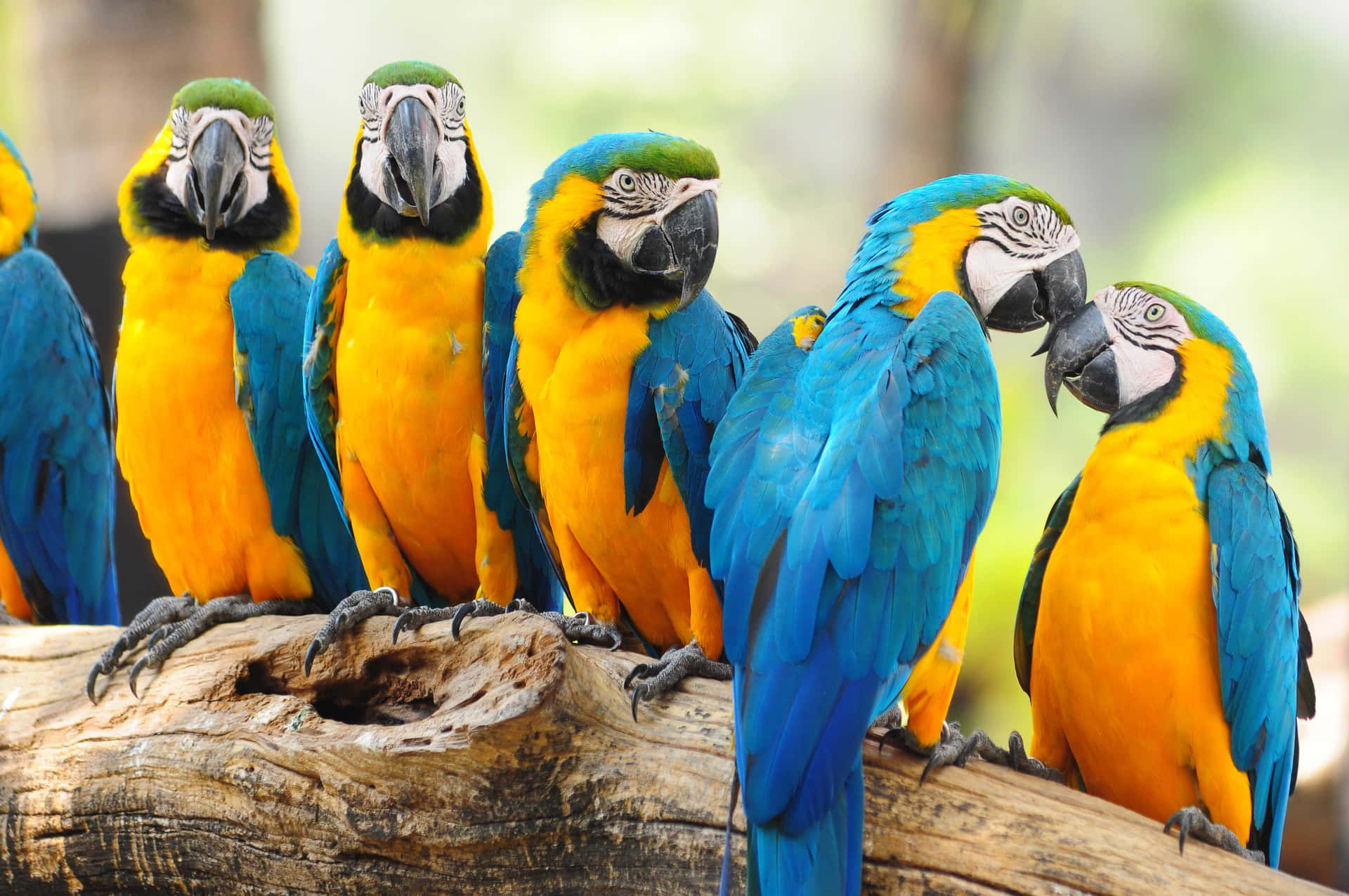 Macaws Vibrants Perchés Ensemble Fond d'écran