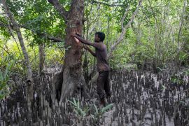 Traditional healer Suranjan Raptan cuts bark from a tree in the muddy Sundarbans, where the medicinal plants he relies on are becoming harder to find