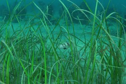 Le praterie dell'Adriatico sono dominate dalla pianta acquatica Cymodocea nodosa (fonte: Archivio&nbsp;Area Marina Protetta di Miramare)
