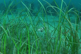 Le praterie dell'Adriatico sono dominate dalla pianta acquatica Cymodocea nodosa (fonte: Archivio&nbsp;Area Marina Protetta di Miramare)