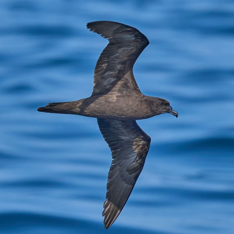 Jouanin’s petrel. Photo by Hadoram Shirihai, Tubenoses Project and NZ Birds Online
