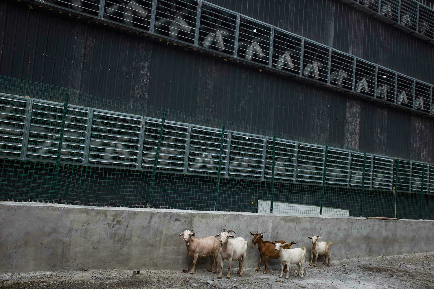 Goats from a nearby village walk among cooling fans at the mine, September 28, 2016. 