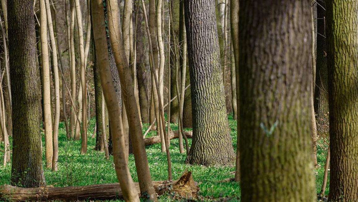 Tá linnte carbóin na hEorpa ag dul i laghad. Chun cabhrú le sprioc aeráidneodrachta an Aontais Eorpaigh a bhaint amach faoi 2050, tá Parlaimint na hEorpa ag leasú rialacha maidir le húsáid talún, ionas gur féidir le talamh talmhaíochta, chomh maith le foraoisí, móinte agus bogaigh tuilleadh carbóin a ghabháil agus cabhrú le téamh domhanda a laghdú.