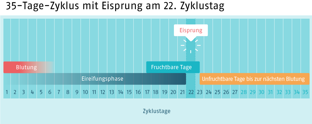 Zyklus35 Tage (Quelle: BIÖG) Infografik, die einen 35-Tage-Zyklus zeigt