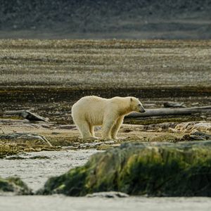 Polar Bear