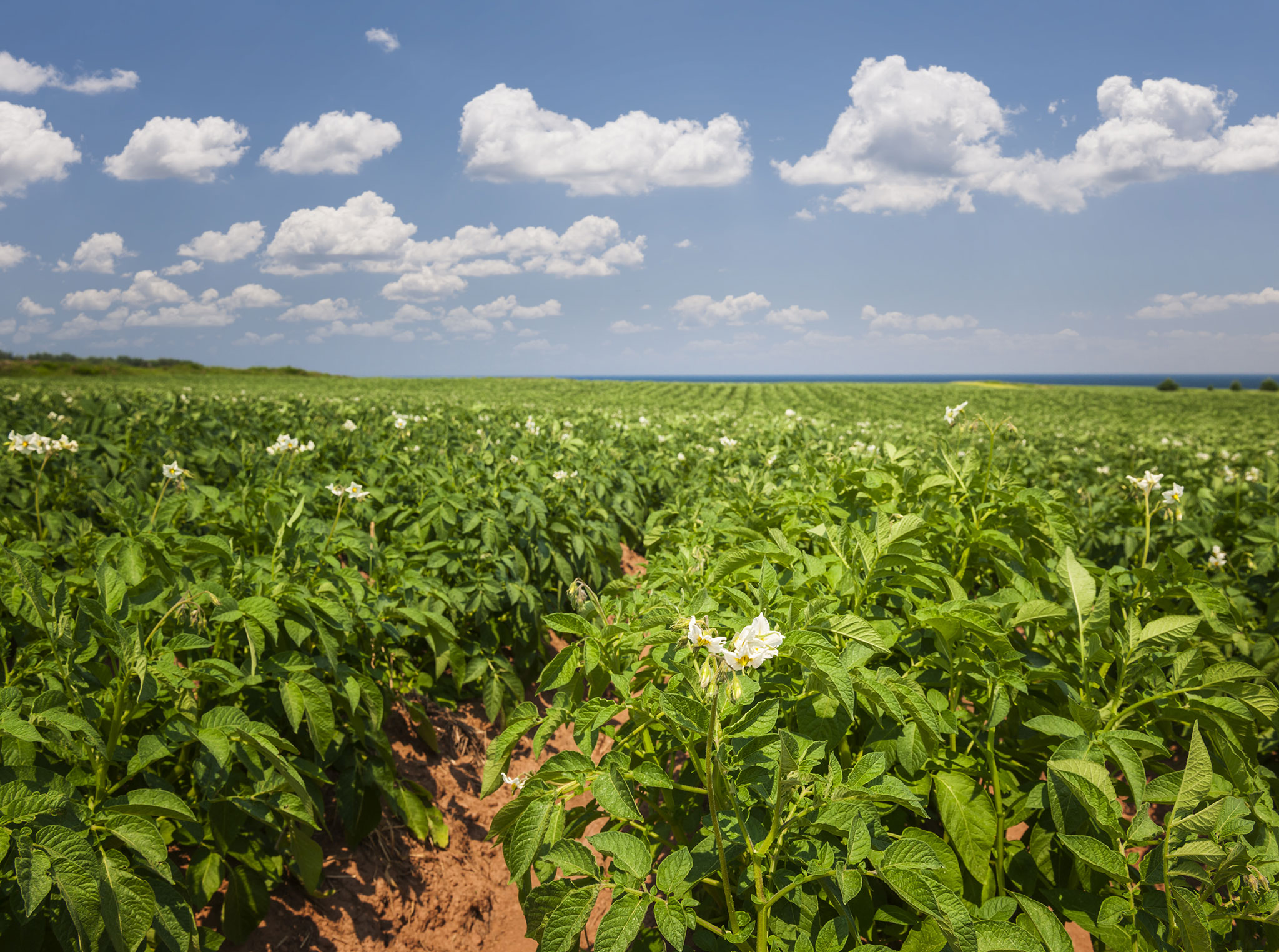 Potato field
