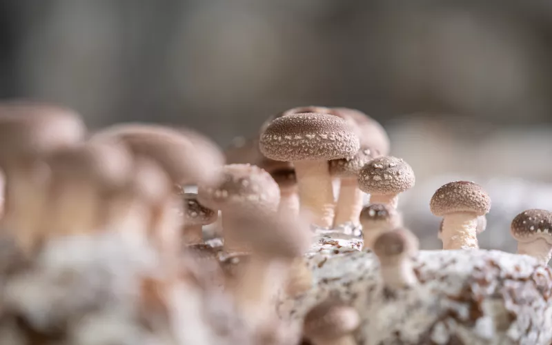 Photo rapprochée de champignons blanchâtres