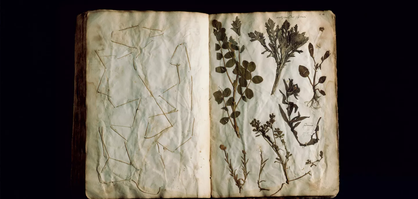 Herbier de Jehan Girault - Muséum national d’Histoire naturelle © MNHN - G. Mermet