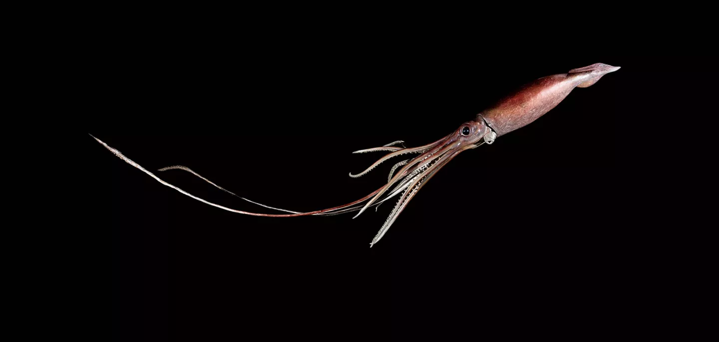 Wheke, calmar géant (Architeuthis dux), restauration par V. Cuisset, taxidermiste au MNHN © MNHN - A. Iatzoura Wheke Calmar géant