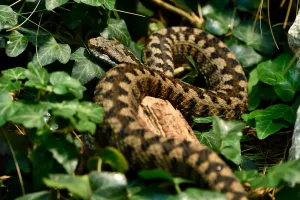 Spécimen de vipère aspic au Parc Zoologique de Paris