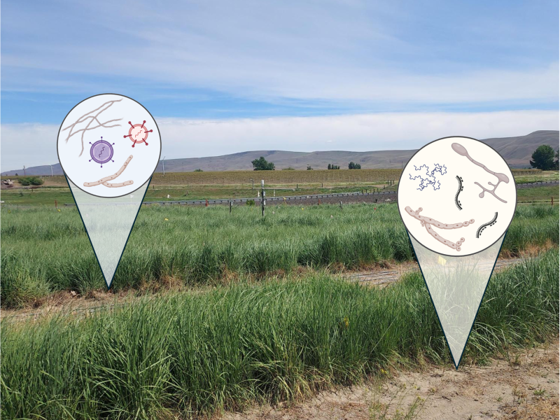 an image of a grassland with illustrated insets showing enlarged examples of RNA viruses