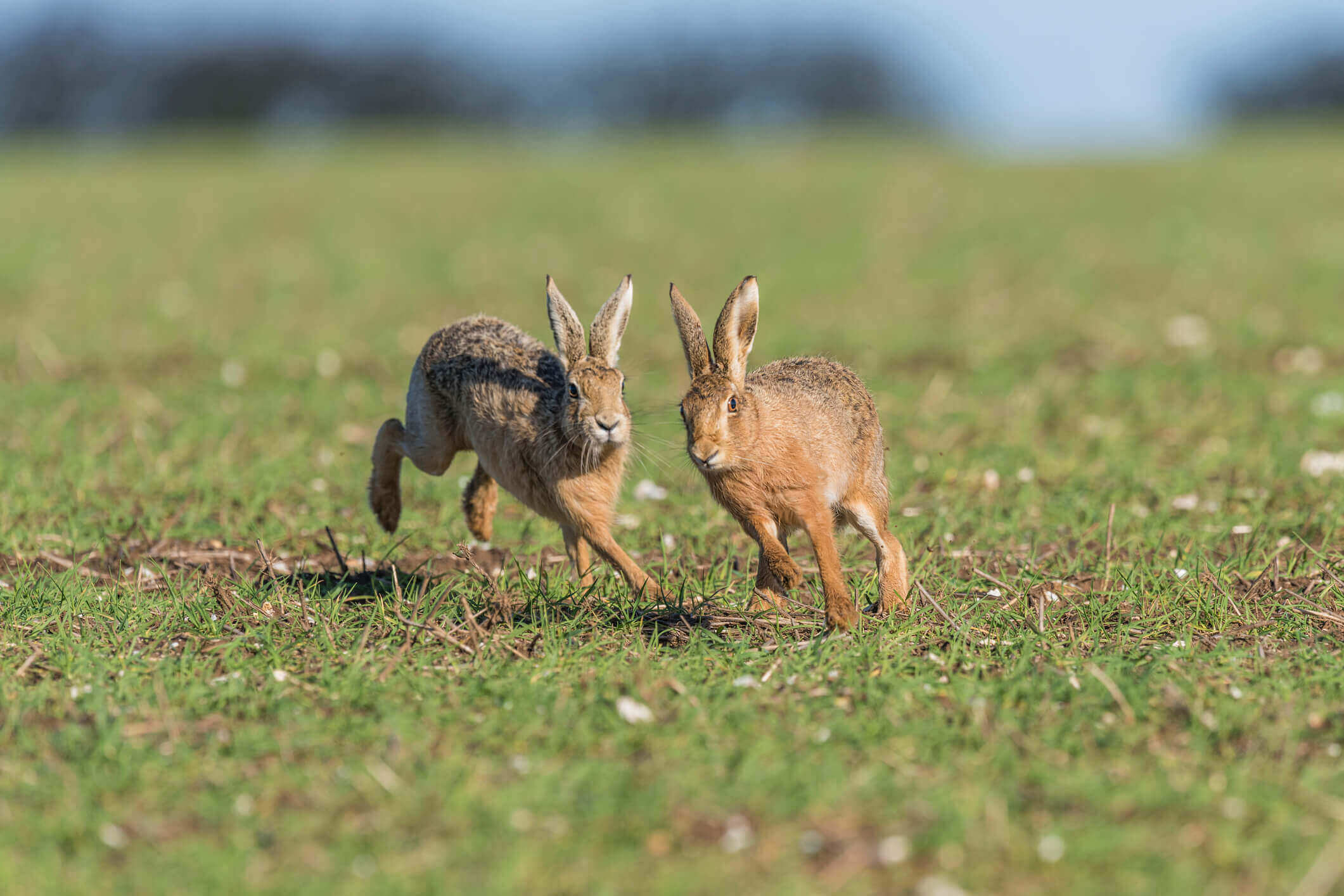 Hares on farm
