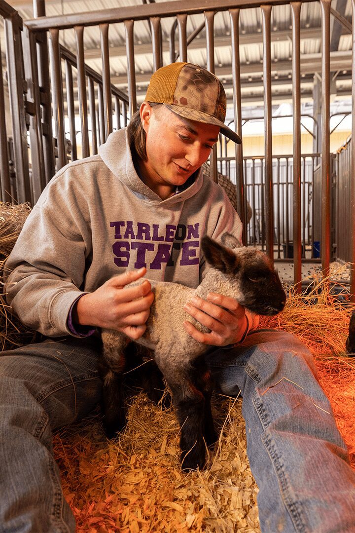 Student in a Tarleton State hoodie sitting in a barn holding a lamb.