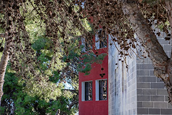 A building at the Msida campus with a large tree in front of it