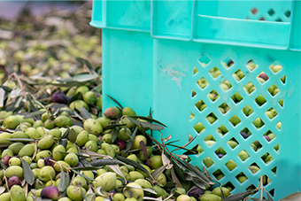 olive picking