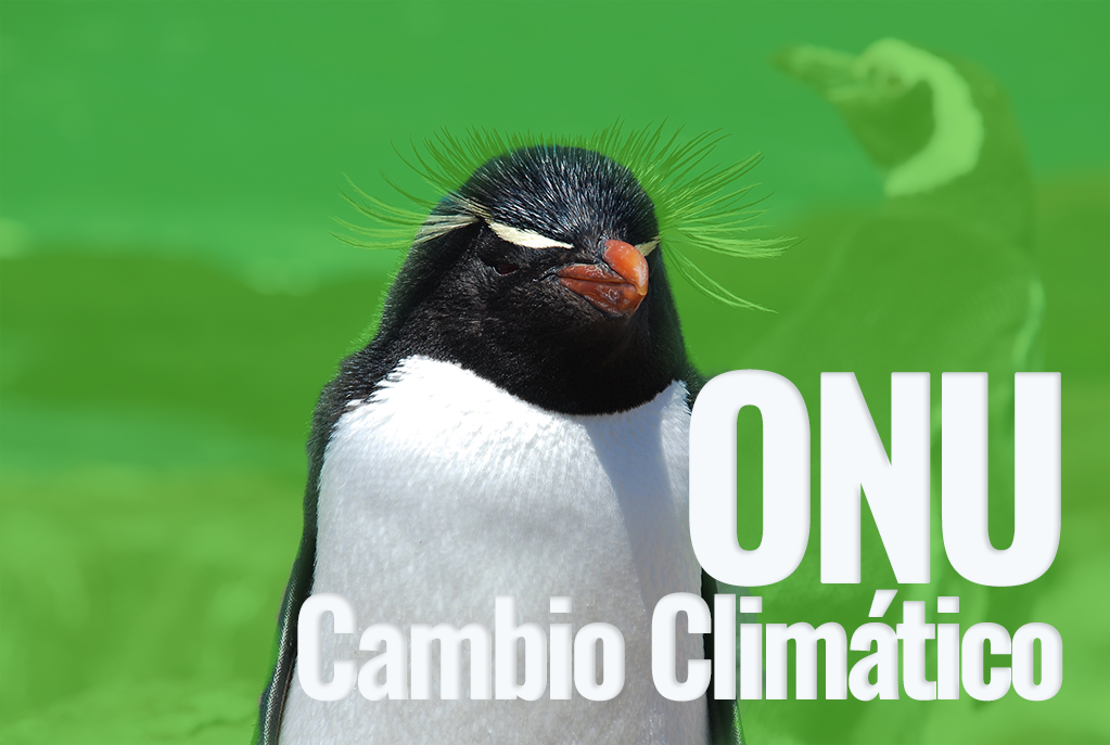 Pingüino de penacho amarillo. Robert Davis / World Bank.