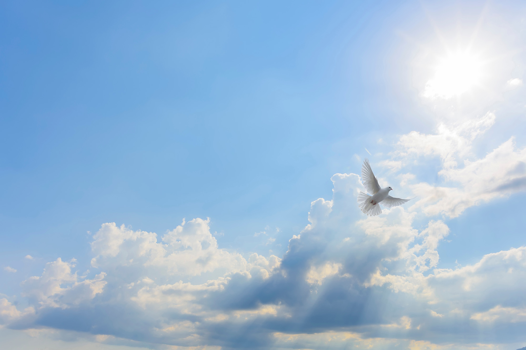A dove flying towards the light.