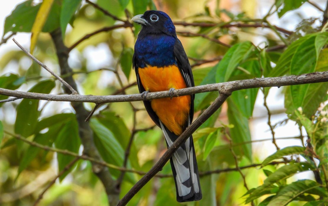 colorful Amazonian bird