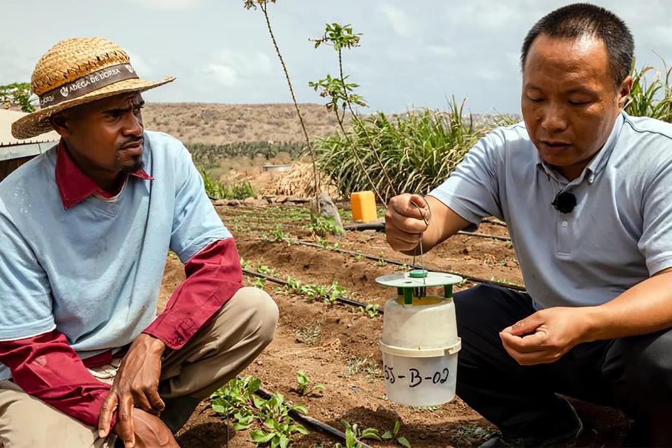 A farmer receiving expert training as part of the FAO-China South-South Cooperation Programme. 