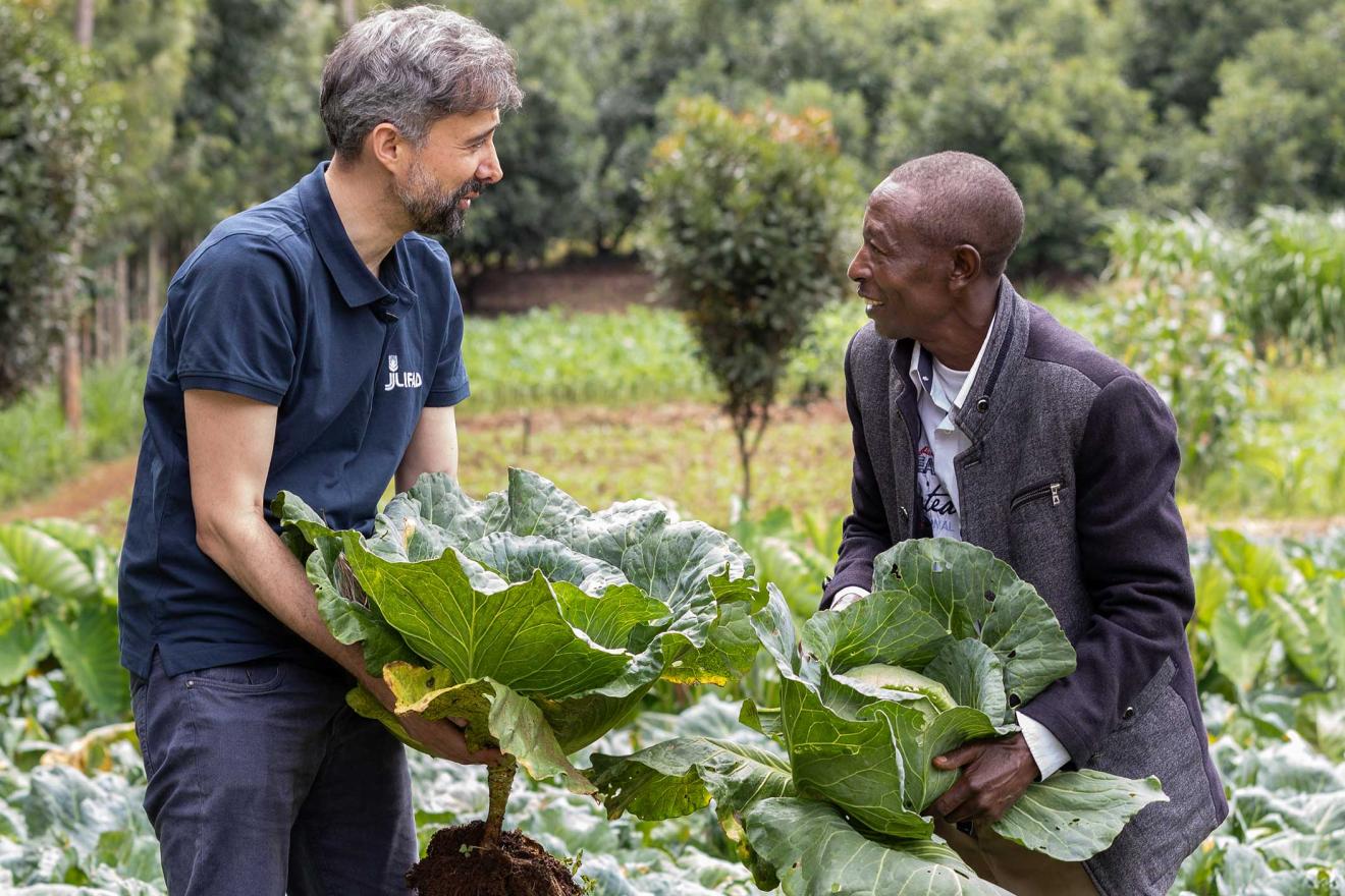 Alvaro harvesting cabbages with a farmer