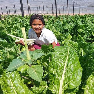 A learner harvesting at spinach for the school feeding programme at Stampriet Primary School. ©WFP/Claudia Altorio