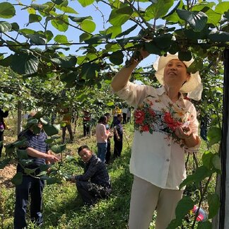 Women harvesting kiwis in Jinzhai County, Anhui Province. Photo credit: WFP/Jingyi Liu