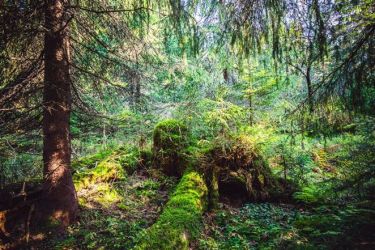 21. marec - Medzinárodný deň lesov