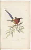Les oiseaux de la Chine par M. l'abbé Armand David et Emile Oustalet <br>1877