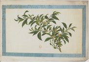 Arbres, mûriers etc.. <br> Atelier Yoeequa. 1830-1840