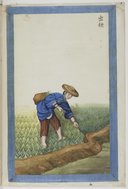 Culture et préparation de la plante textile Ma (麻) <br> Atelier Yoeequa. 1830-1840