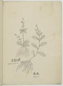 Plantes textiles et diverses espèces de mûriers <br> Atelier Yoeequa. 1830-1840