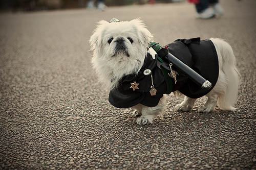 Perro Ninja Perro Ninja