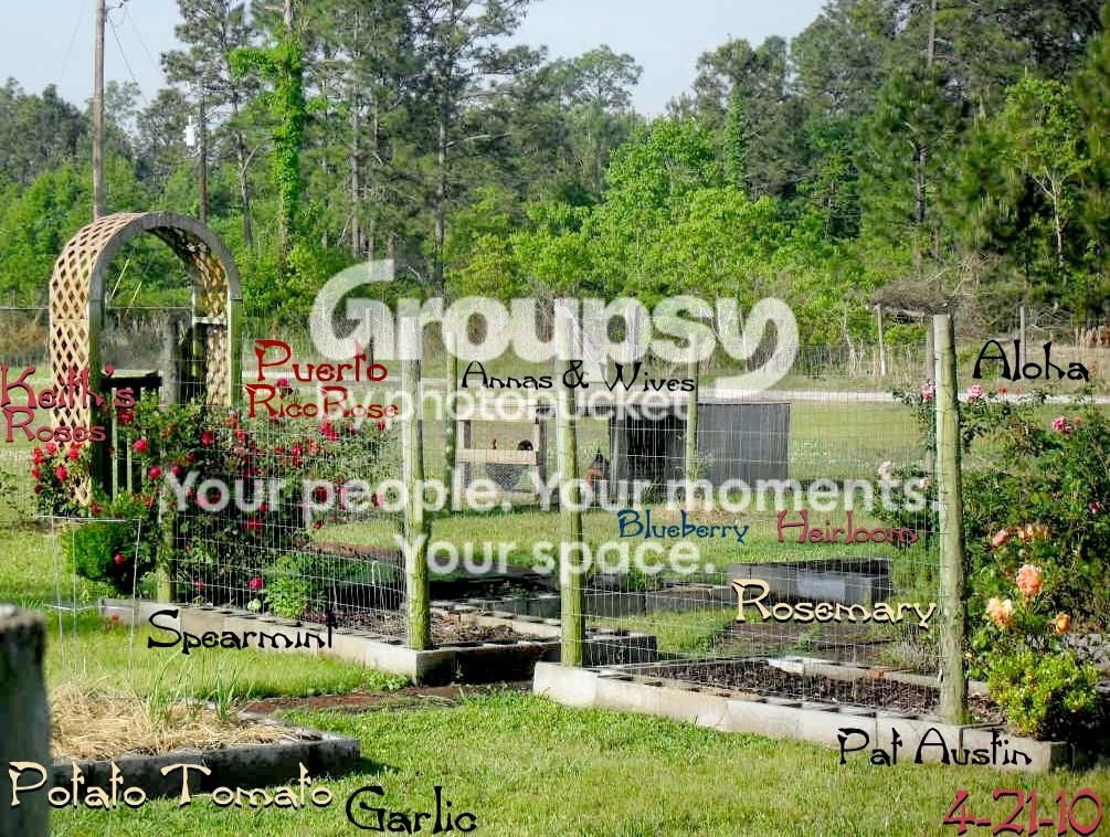 42110.jpg picture by helensharvest