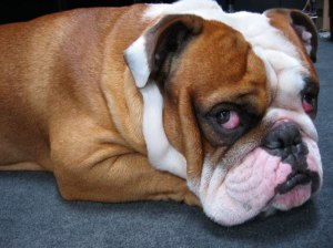 The bulldog is the national dog of England. And it is very, very sorry.