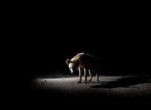 Few people realise that the spotted hyena is the only animal capable of smelling moonlight.