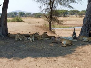 Before settling in, it pays to make sure the shade is unoccupied.