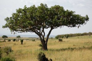 SausageTree
