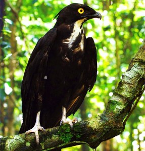 It may look intense, but it's the worlds laziest bird.