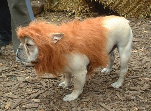 ROAR!