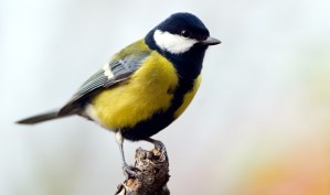 great-tit-bird