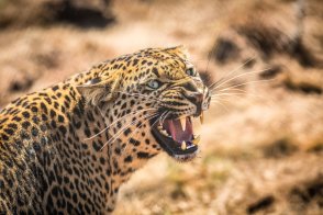 growling-leopard-Kruger