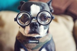 20-cute-dogs-with-glasses-006