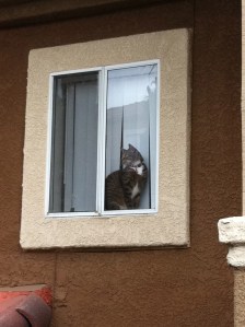 That cat.