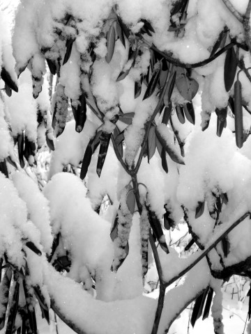 dsc009080037.jpg