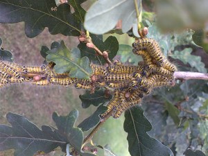 caterpillars