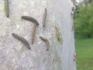 Caterpillar 330 words