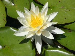 water-lily water-lily