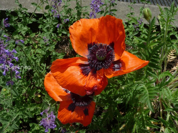 Poppy - Vancouver